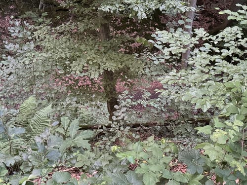 Rheinsteig - Löwenburg - Tretschbachtal