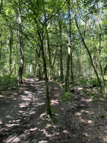 Haard Runde 03: Zur alten Buche