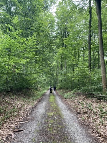 Im Wald bei Sinsheim