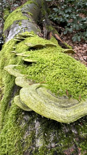 Neidenfels - Pottasch-Hütte - Friedrichsbrunnen - Lambertskreuz