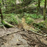 Scotts Gap Loop Trail, Kentucky - 1,037 Reviews, Map | AllTrails