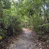 MacRitchie Reservoir And TreeTop Walk Loop, Central, Singapore - 970 ...