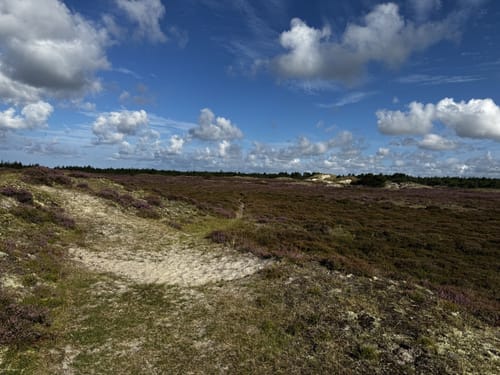Fanø Fuglekøje