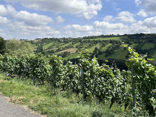 Rundwanderung von Laudenbach