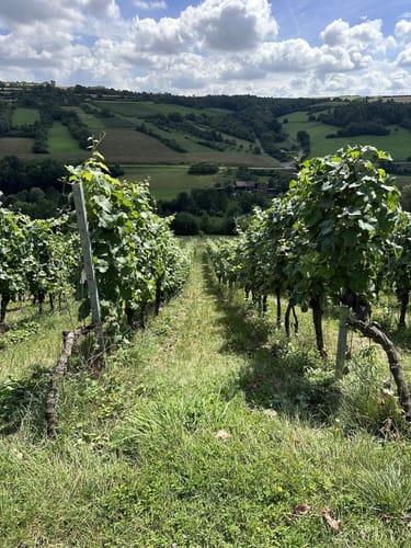 Rundwanderung von Laudenbach