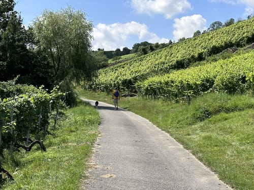 Rundwanderung von Laudenbach