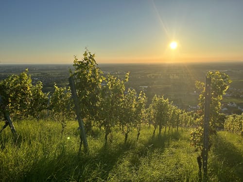Neuweierweg zum Büchelberg