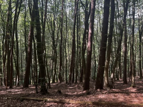 Wanderweg Erfenbach 4: Rund um den Maienberg