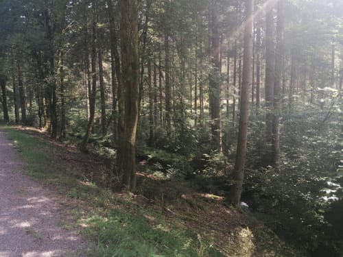 Runde am Wolfsteich