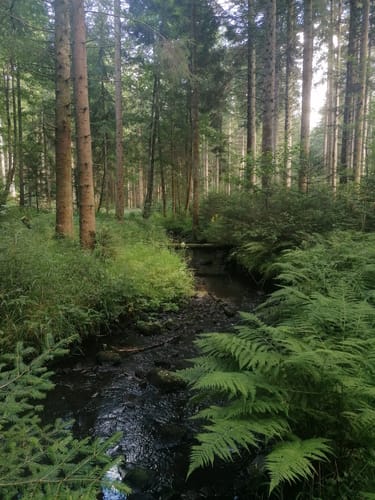 Runde am Wolfsteich