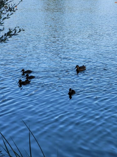 Um den Ilmensee