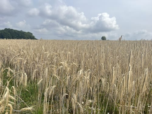 Teistungen - Eichberg - Berlingerode