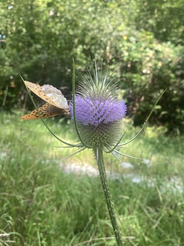 Hessentaler Planie und Einkorn