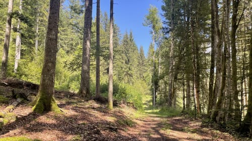 Albsteig Schwarzwald Ost (Fernwanderweg)