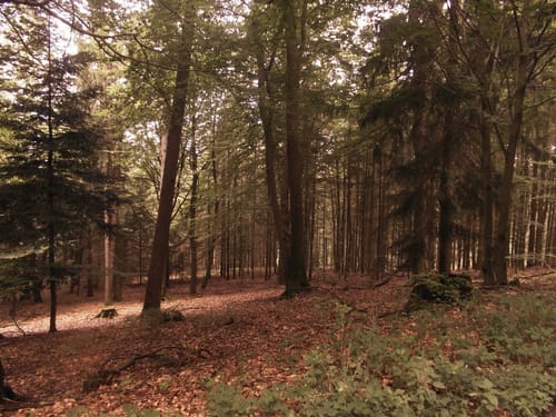 Lärmfeuer-Weg (Route 3)