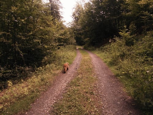 Lärmfeuer-Weg (Route 3)