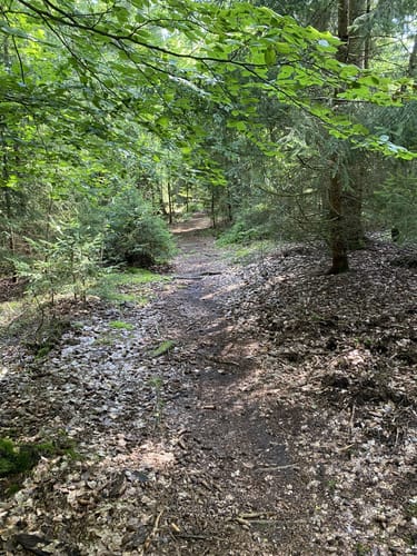 Heinrich-Schütz-Weg