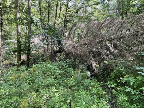 Neuer Teich ab Parkplatz Kaiserweg
