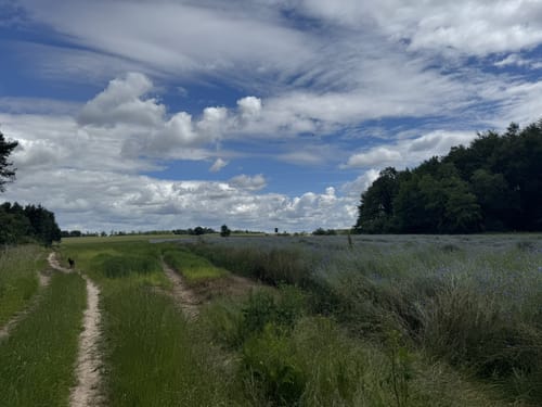 Parkplatzrundwanderweg Königswald 4 : Teufelsloch-Weg