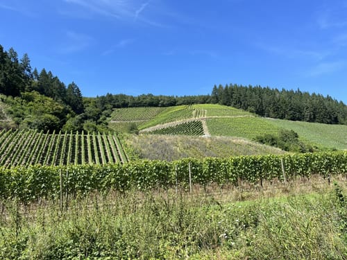 Die große Waldpforzheimer Runde (Bad Neuenahr 2)