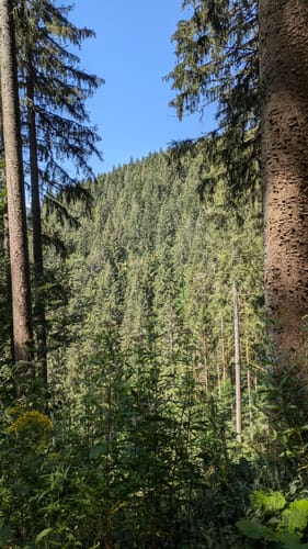 Vom Alisehof auf den Kupferberg