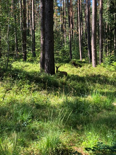 LSG Buchwedel ab Kieselhöh