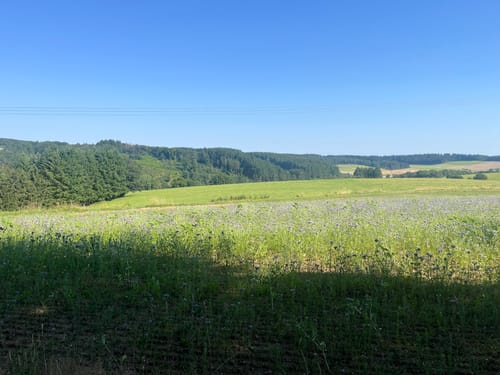 Lehwaldweg
