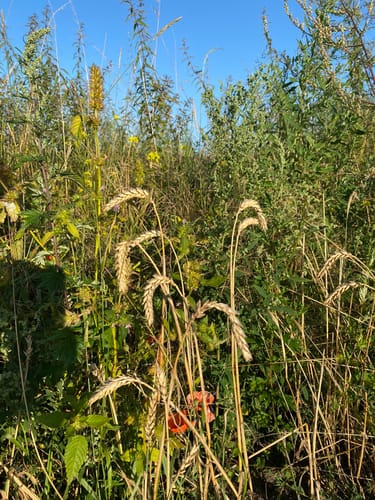 Ahrensfelde Rundweg