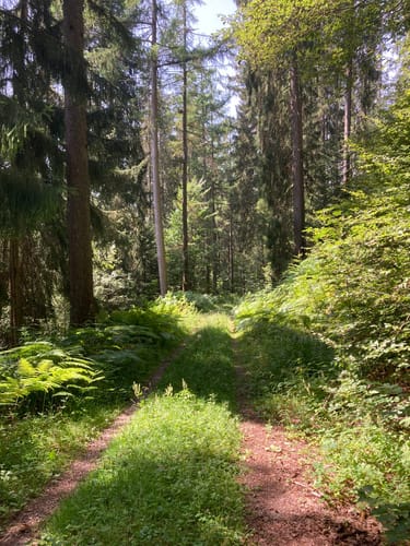 Höfen (Enz) - Bad Wildbad