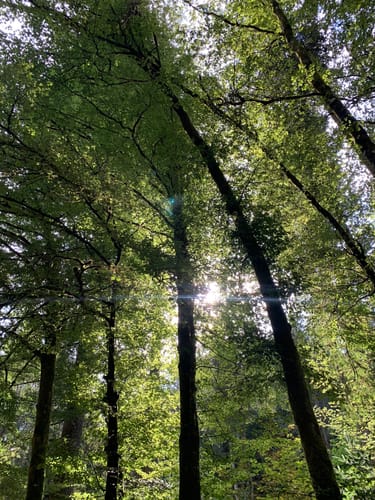Waldachtaler Wellnessweg, Gesundheitsweg Nr. 1