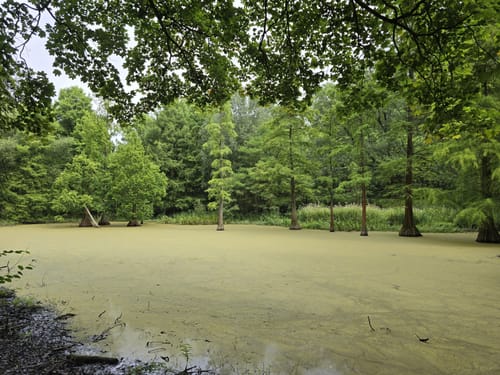 Durch den Rombergpark