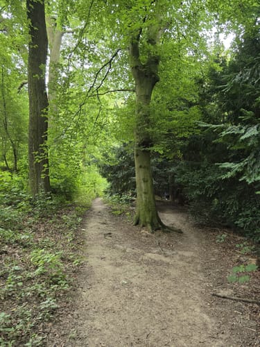 Durch den Rombergpark