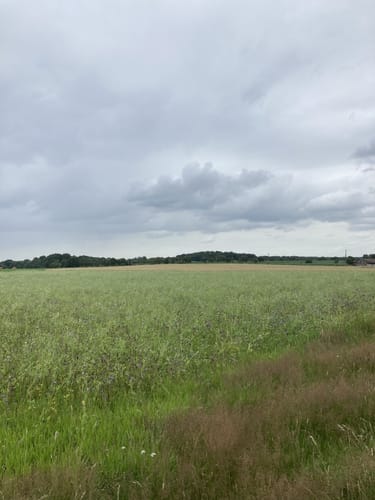 Hermann-Löns-Wanderweg um Brokeloh