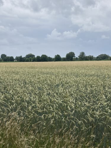 Hermann-Löns-Wanderweg um Brokeloh