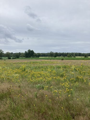 Hermann-Löns-Wanderweg um Brokeloh