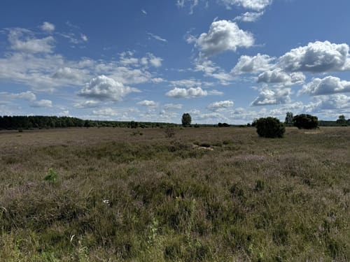 Südheide 'Wacholderwald in der Teufelsheide' W1l (lange Tour)