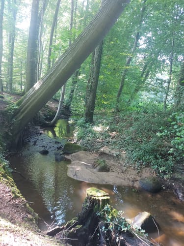 Venne: Mühleninsel - Eisenzeithaus - Steinkreis