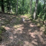 VASA Single Track Loop Michigan 417 Reviews Map AllTrails