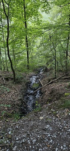Durch das wilde Aubachtal