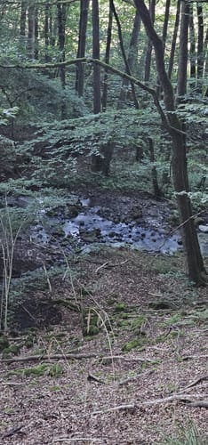Durch das wilde Aubachtal