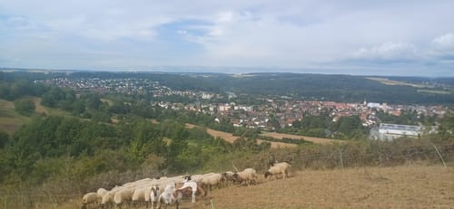 Marktheidenfeld 4 : Über sieben Hügel kannst du gehn