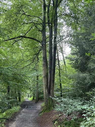 Dörenther Klippen (Teutoschleife)