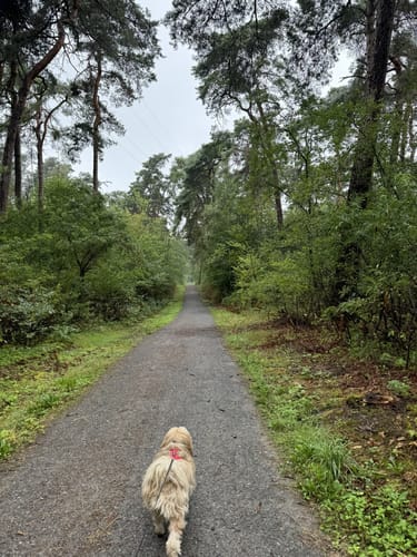 Dossenwald Rundweg Nr. 1