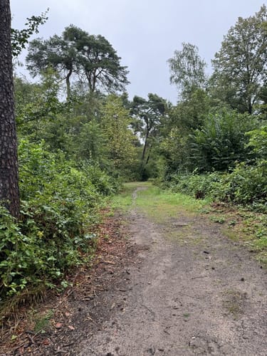 Dossenwald Rundweg Nr. 1