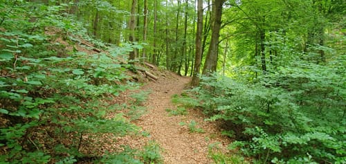 Butzmühlenweg (Premiumwanderweg)