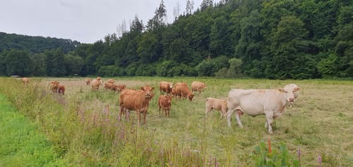 Butzmühlenweg (Premiumwanderweg)