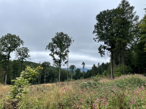Drachenflugtour (Premiumwanderweg)