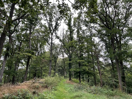 Drachenflugtour (Premiumwanderweg)