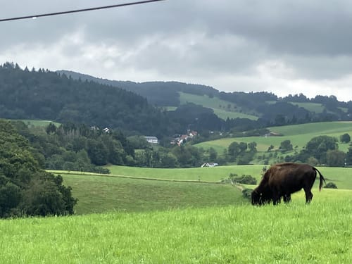 Rundwanderweg Kallstädter Tal 3: Buchklinger Weg