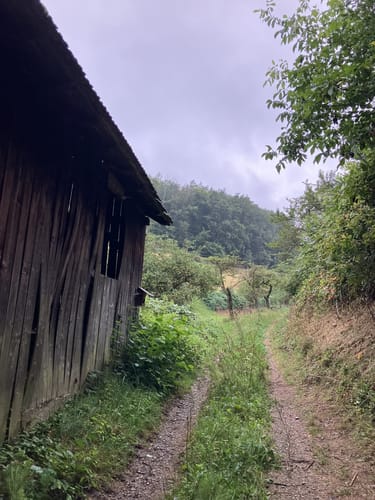 Rundwanderweg Kallstädter Tal 3: Buchklinger Weg